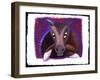 Chinese Horoscope: the Sign of the Horse.-Patrizia La Porta-Framed Giclee Print