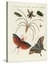 Chinese Insects-null-Stretched Canvas