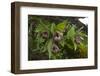 Chinese Lady Slipper Orchid Flowers (Cypripedium Tibeticum)-Dong Lei-Framed Photographic Print