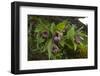 Chinese Lady Slipper Orchid Flowers (Cypripedium Tibeticum)-Dong Lei-Framed Photographic Print
