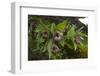 Chinese Lady Slipper Orchid Flowers (Cypripedium Tibeticum)-Dong Lei-Framed Photographic Print