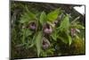 Chinese Lady Slipper Orchid Flowers (Cypripedium Tibeticum)-Dong Lei-Mounted Photographic Print