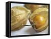 Chinese Lantern Fruit-Lee Frost-Framed Stretched Canvas