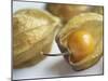 Chinese Lantern Fruit-Lee Frost-Mounted Photographic Print