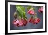 Chinese Lantern I-Rita Crane-Framed Photographic Print