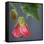 Chinese Lantern III-Rita Crane-Framed Stretched Canvas