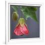 Chinese Lantern III-Rita Crane-Framed Photographic Print