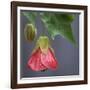 Chinese Lantern III-Rita Crane-Framed Photographic Print