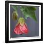 Chinese Lantern III-Rita Crane-Framed Photographic Print