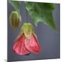 Chinese Lantern III-Rita Crane-Mounted Photographic Print