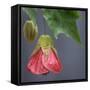 Chinese Lantern III-Rita Crane-Framed Stretched Canvas