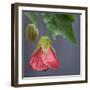 Chinese Lantern III-Rita Crane-Framed Photographic Print