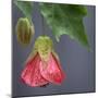 Chinese Lantern III-Rita Crane-Mounted Photographic Print