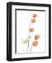 Chinese Lantern L158-Albert Koetsier-Framed Photographic Print