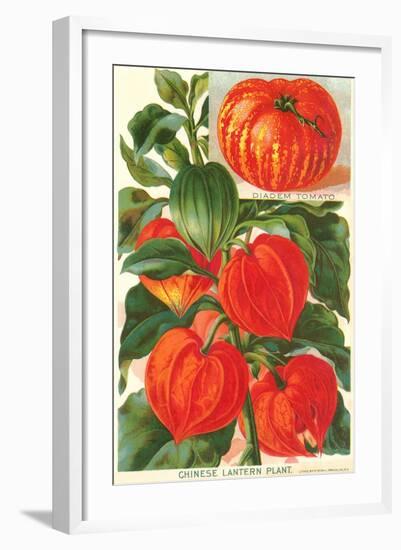 Chinese Lantern Plant-null-Framed Art Print