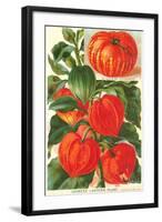 Chinese Lantern Plant-null-Framed Art Print