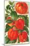 Chinese Lantern Plant-null-Mounted Art Print