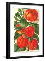 Chinese Lantern Plant-null-Framed Art Print