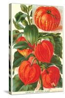 Chinese Lantern Plant-null-Stretched Canvas