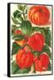 Chinese Lantern Plant-null-Framed Stretched Canvas