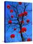 Chinese Lanterns Hanging from Trees in Tivoli Gardens, Copenhagen, Denmark-Izzet Keribar-Stretched Canvas