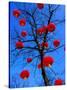 Chinese Lanterns Hanging from Trees in Tivoli Gardens, Copenhagen, Denmark-Izzet Keribar-Stretched Canvas