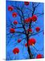 Chinese Lanterns Hanging from Trees in Tivoli Gardens, Copenhagen, Denmark-Izzet Keribar-Mounted Photographic Print