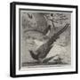 Chinese Magpies in the Zoological Society's Gardens, Regent's Park-Friedrich Wilhelm Keyl-Framed Giclee Print