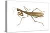 Chinese Mantis (Tenodera Sinensis), Insects-Encyclopaedia Britannica-Stretched Canvas