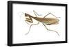 Chinese Mantis (Tenodera Sinensis), Insects-Encyclopaedia Britannica-Framed Poster