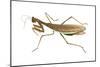 Chinese Mantis (Tenodera Sinensis), Insects-Encyclopaedia Britannica-Mounted Poster