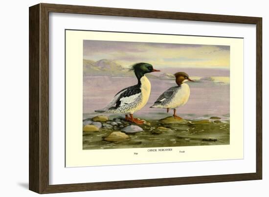 Chinese Merganser-Allan Brooks-Framed Art Print