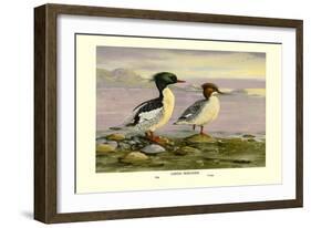 Chinese Merganser-Allan Brooks-Framed Art Print