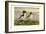 Chinese Merganser-Allan Brooks-Framed Art Print