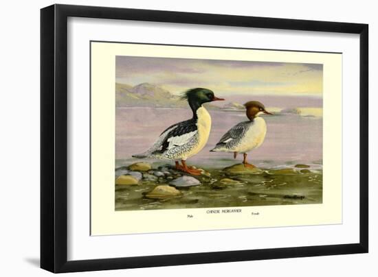 Chinese Merganser-Allan Brooks-Framed Art Print