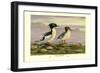 Chinese Merganser-Allan Brooks-Framed Art Print