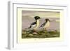 Chinese Merganser-Allan Brooks-Framed Art Print