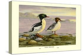 Chinese Merganser-Allan Brooks-Stretched Canvas