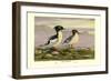 Chinese Merganser-Allan Brooks-Framed Premium Giclee Print