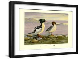 Chinese Merganser-Allan Brooks-Framed Premium Giclee Print