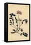 Chinese Milkvetch or Umbellated Astragalus, Astragalus Sinicus-Sydenham Teast Edwards-Framed Stretched Canvas