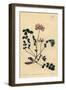 Chinese Milkvetch or Umbellated Astragalus, Astragalus Sinicus-Sydenham Teast Edwards-Framed Giclee Print