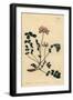 Chinese Milkvetch or Umbellated Astragalus, Astragalus Sinicus-Sydenham Teast Edwards-Framed Giclee Print