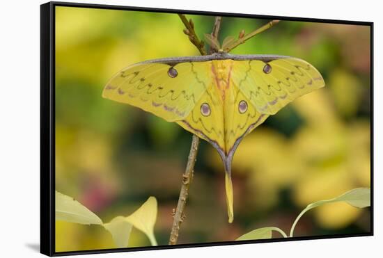 Chinese moon moth-Robert Thompson-Framed Stretched Canvas