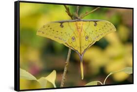 Chinese moon moth-Robert Thompson-Framed Stretched Canvas