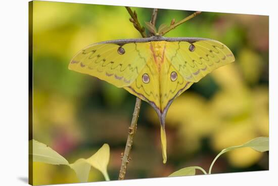 Chinese moon moth-Robert Thompson-Stretched Canvas