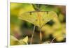 Chinese moon moth-Robert Thompson-Framed Photographic Print