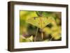 Chinese moon moth-Robert Thompson-Framed Photographic Print