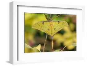 Chinese moon moth-Robert Thompson-Framed Photographic Print