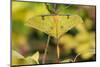 Chinese moon moth-Robert Thompson-Mounted Photographic Print